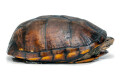 Kinosternon scorpioides cruentatum Nicaragua adult male